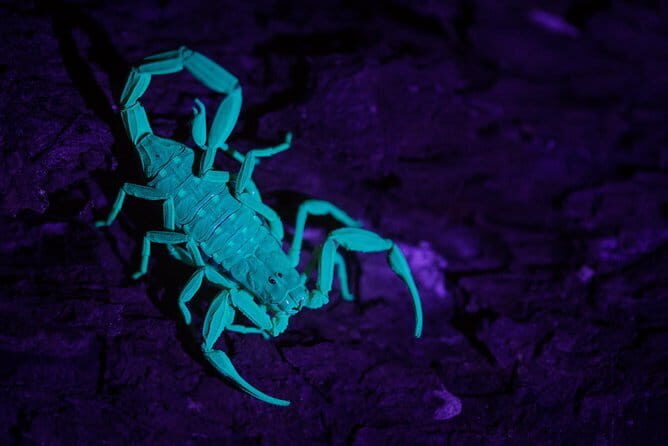 Explore a Rainforest teeming with Wildlife at Night! - A walk you mostly keep moving: no big staged stops
