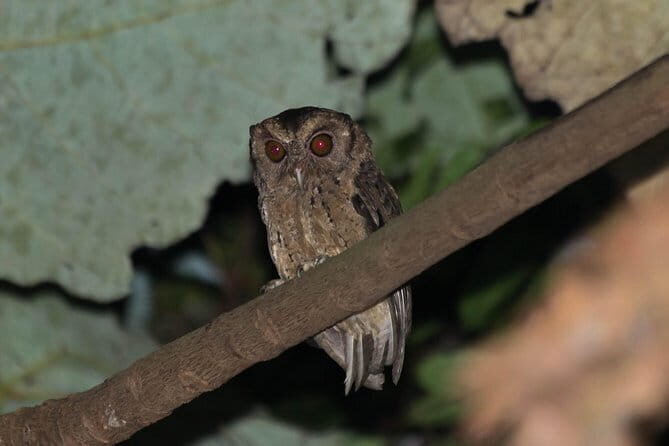 Explore a Rainforest teeming with Wildlife at Night! - Price and timing: is $88 good value for 2.5 hours?