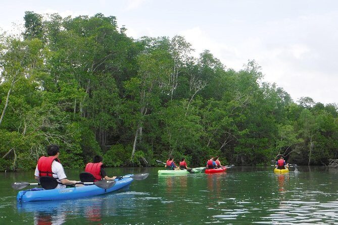 Mangrove Kayaking Adventure in Singapore - Who this Pulau Ubin mangrove kayak tour suits best