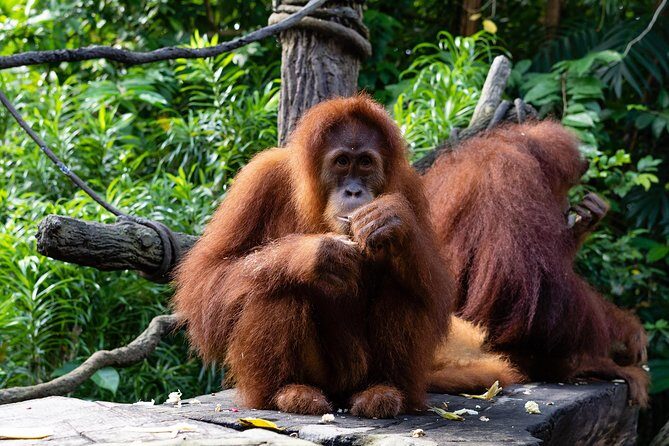 Morning at the Zoo with 1-way Transfer (Free & Easy) - Morning at the Zoo: what the 4-hour plan feels like