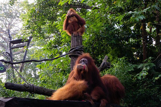Morning at the Zoo with 1-way Transfer (Free & Easy) - The guided tram tour: a smart way to cover the zoo