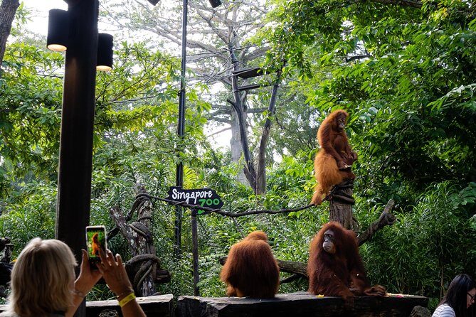 Morning at the Zoo with 1-way Transfer (Free & Easy) - Your guide: when the human touch makes it click