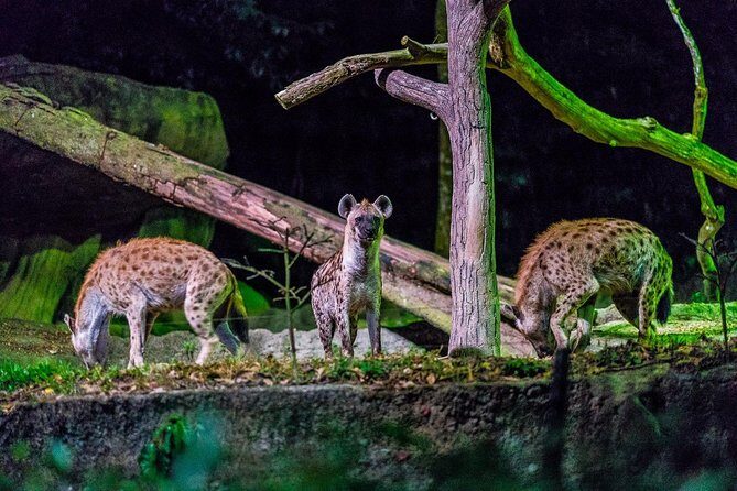 Night Safari Ticket Including Tram Ride - The tram ride through six zones: your first look at nocturnal life