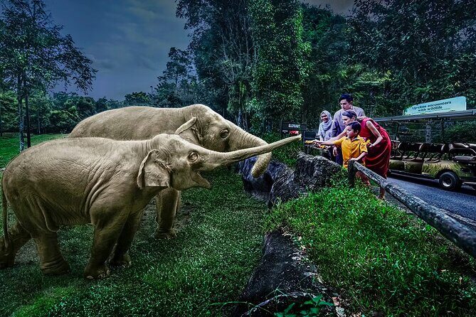 Night Safari Tickets with Tram Ride - Key things to know before you go