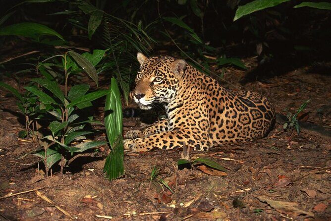 Night Safari Tour with Transfer - Priority tram through 40 hectares: what you’ll actually see