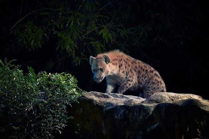 Night Safari with Buffet Dinner with hotel pick-up - Dinner at Ulu Ulu: International Buffet, Not a Restaurant Wait