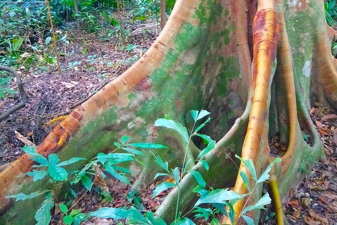 Private Tour Singapore Botanic Garden (UNESCO) - Your 3-hour plan through Singapore Botanic Gardens