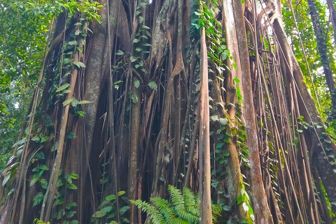 Private Tour Singapore Botanic Garden (UNESCO) - Stop 2: the National Orchid Garden inside a UNESCO tropical garden