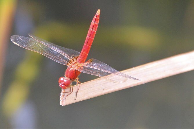 Singapore - bike adventure beyond the concrete jungle - Lorong Halus Wetland: Butterflies and Water Treatment Explained