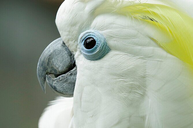 Singapore Bird Paradise Entry Ticket - Quick reasons this Bird Paradise ticket is a smart spend