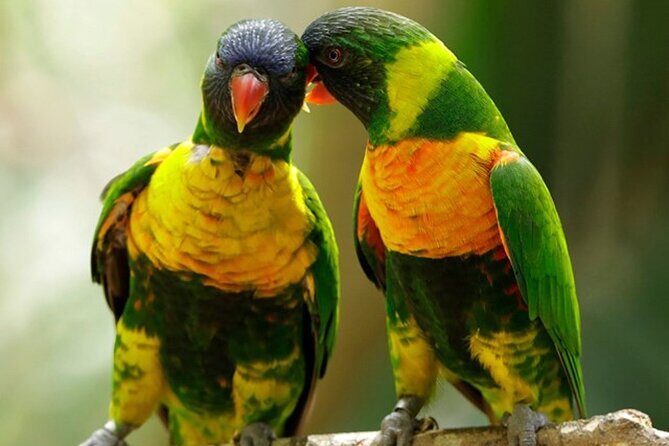 Singapore Bird Paradise Entry Ticket - Where you’ll go: Bird Paradise is the only stop