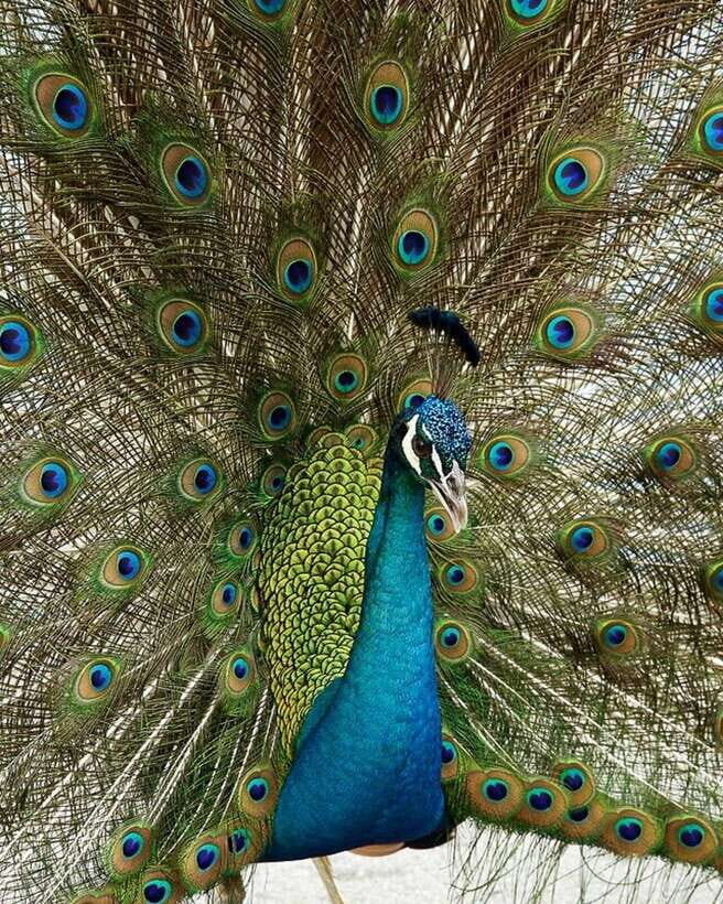 Singapore: Bird Paradise Entry Ticket - Price and value: is $39 a fair deal for a full day?