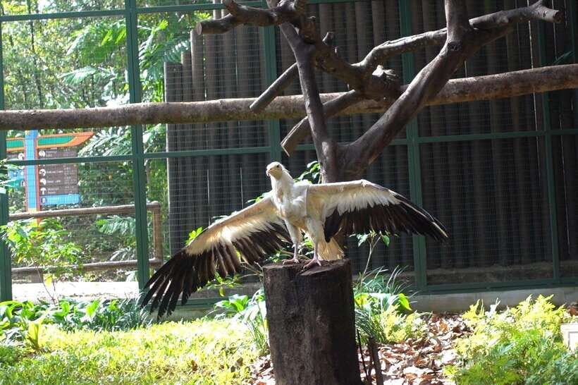 Singapore: Bird Paradise Entry Ticket - Practical visit tips that make the day easier