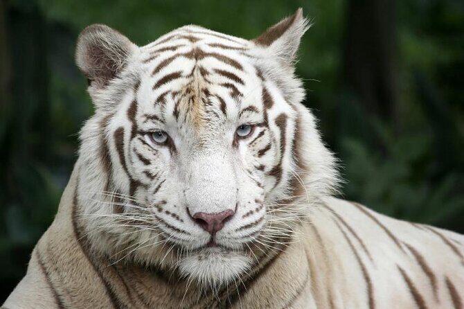 Singapore Bird Paradise & Zoo Full Day (Ticket & Transfer ) - Key highlights to look for