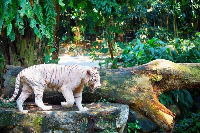 Singapore Bird Paradise & Zoo Full Day (Ticket & Transfer ) - Price and value: what you’re really paying for