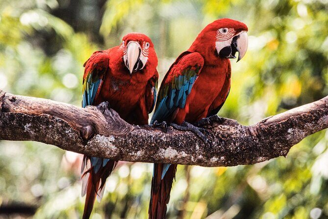 Singapore Bird Paradise & Zoo Full Day (Ticket & Transfer ) - Practical tips so your day runs smoothly