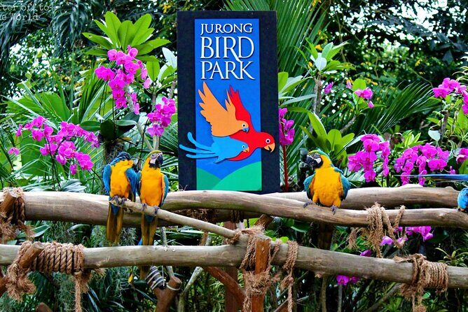 Singapore Bird Paradise & Zoo Full Day (Ticket & Transfer ) - Should you book this Singapore Bird Paradise & Zoo full day?