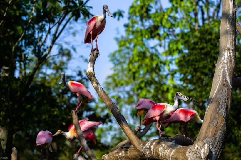Singapore: Bird Paradise - Colour-first aviaries: wetlands, crimson blooms, hornbills, and spoonbills