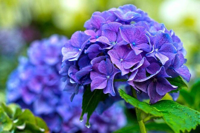 Singapore: Gardens by the Bay Admission E-Ticket - Floral Fantasy: Four Themed Flower Concepts in One Stop