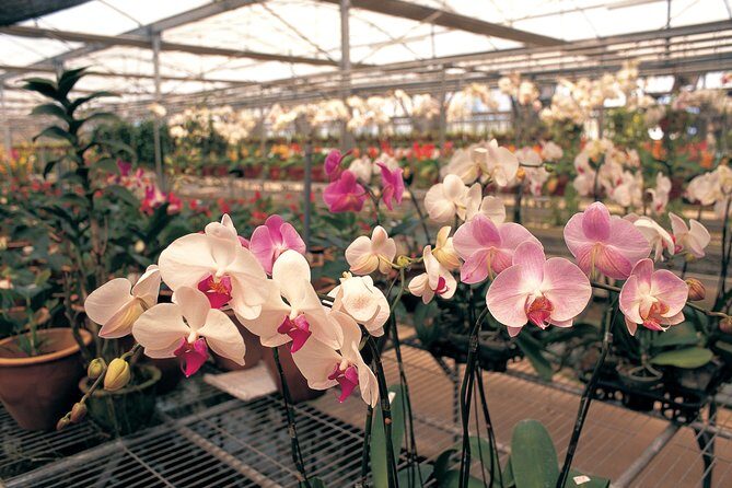 Singapore Morning City Tour - Singapore Botanic Gardens and National Orchid Garden: your ticketed 45-minute stroll