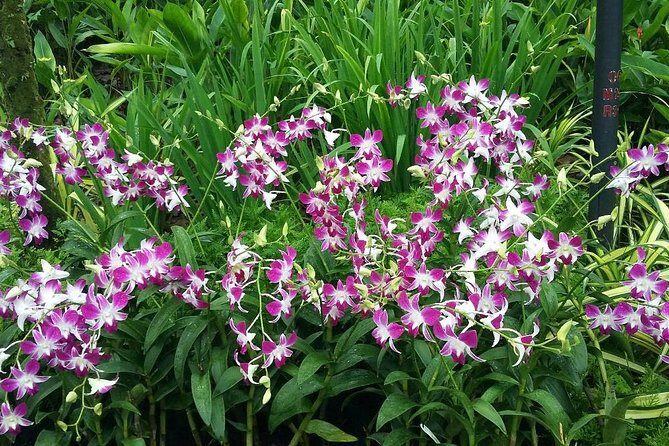 Singapore: National Orchid Garden Admission Ticket - Timing, comfort, and transport: small choices that prevent big headaches