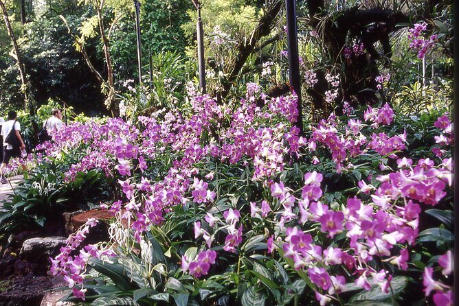 Singapore: National Orchid Garden Admission Ticket - Who should book this orchid garden ticket
