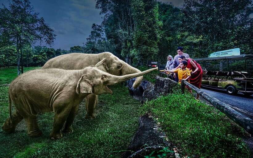 Singapore: Night Safari Singapore Entry Ticket + Tram Ride - Tram through six wildlife zones: your best “first hour” move
