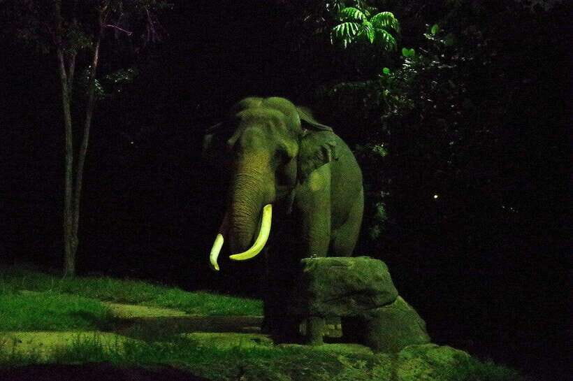 Singapore: Night Safari Singapore Entry Ticket + Tram Ride - The $45 ticket: what’s included and how to judge value