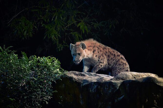 Singapore Night Safari Ticket Experience - Creatures of the Night show: predator skills, not just cute animals