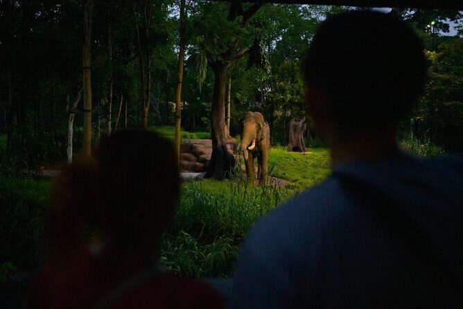 Singapore Night Safari Ticket Experience - Price and value: what $46 buys you (and what it doesn’t)