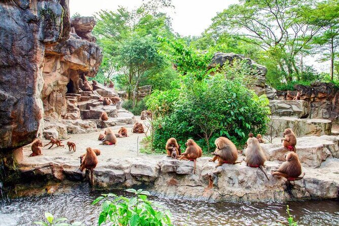Singapore Zoo - Using the tram ride smartly (especially if your legs get tired)