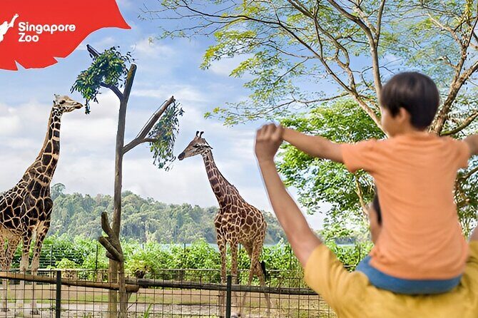 Singapore Zoo Entry Ticket - Singapore Zoo’s open-concept setup: what you’re actually paying for