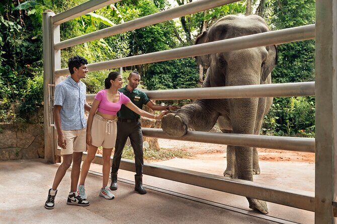 Singapore Zoo Entry Ticket - Orangutans, white tigers, and the moments that stick