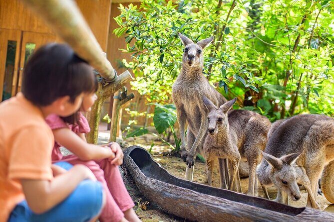 Singapore Zoo Entry Ticket - Food, heat, and why a water bottle is non-negotiable