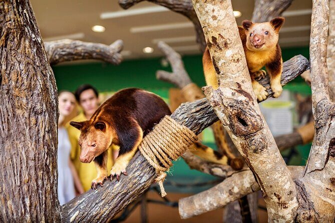 Singapore Zoo Entry Ticket - Getting there from public transport: MRT and bus make it workable