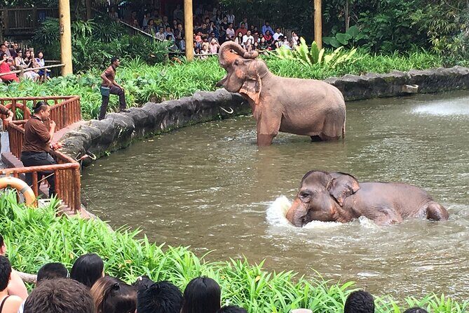 Singapore Zoo & Night Safari Day ( Tickets & Transfer ) - Singapore Zoo: how to use your afternoon well