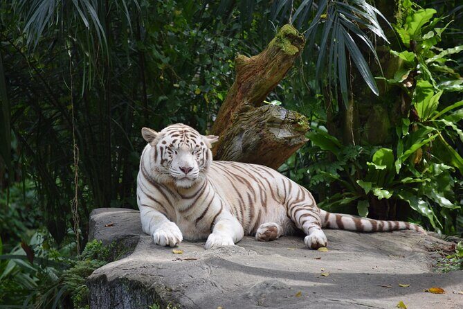 Singapore Zoo & Night Safari Day ( Tickets & Transfer ) - Price and what you really get for $141.64